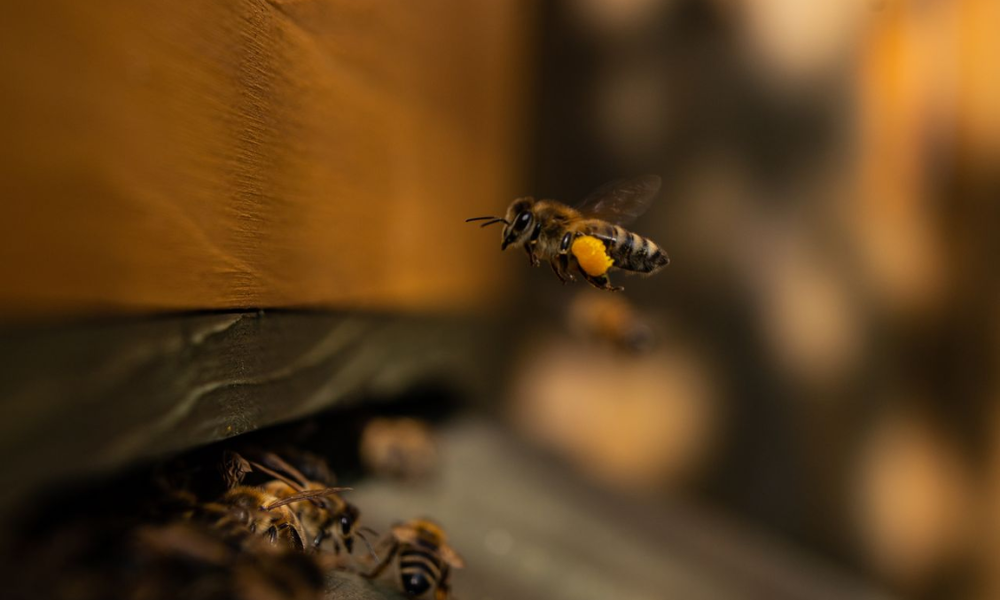 Understanding Mānuka Honey: The Role of Pollen Count, MGO and UMF