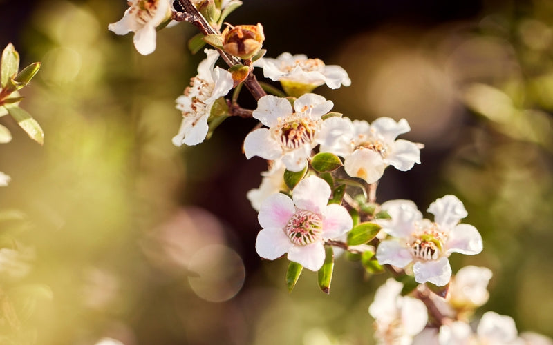 10 Things You Didn't Know About the Mānuka Bush