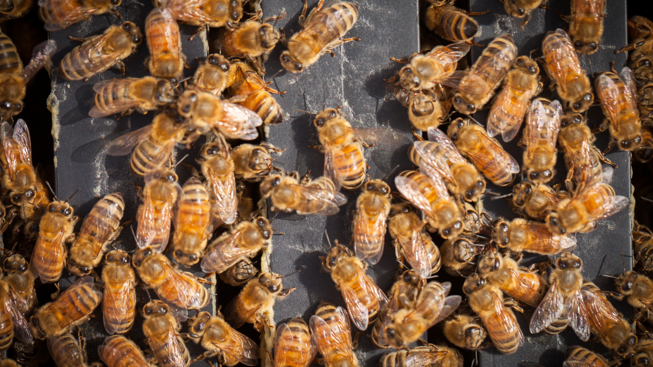 Egmont Honey teams up with The British Bee Charity